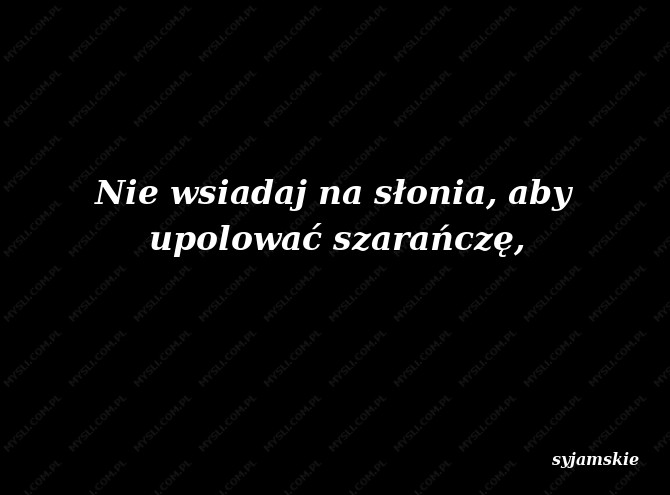 syjamskie