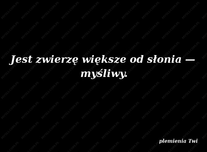 plemienia Twi